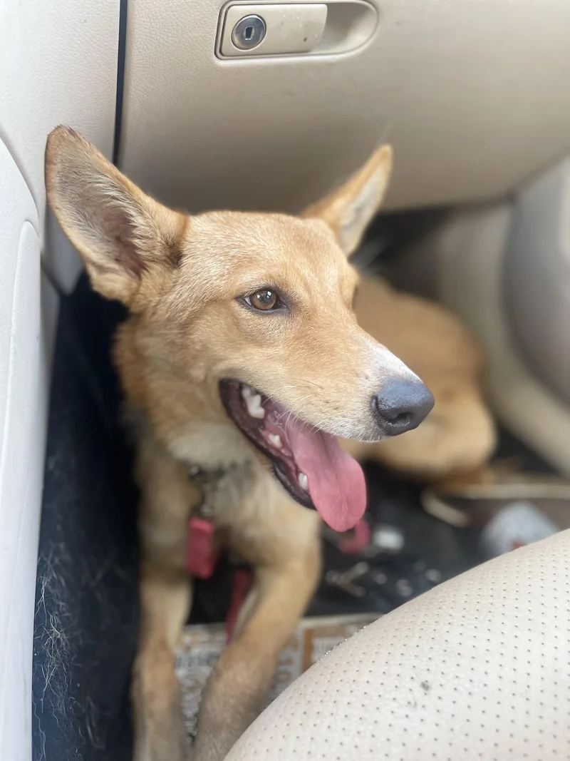 A young medium-sized female German Shepherd Dog dog named Summer for adoption in Richmond, TX