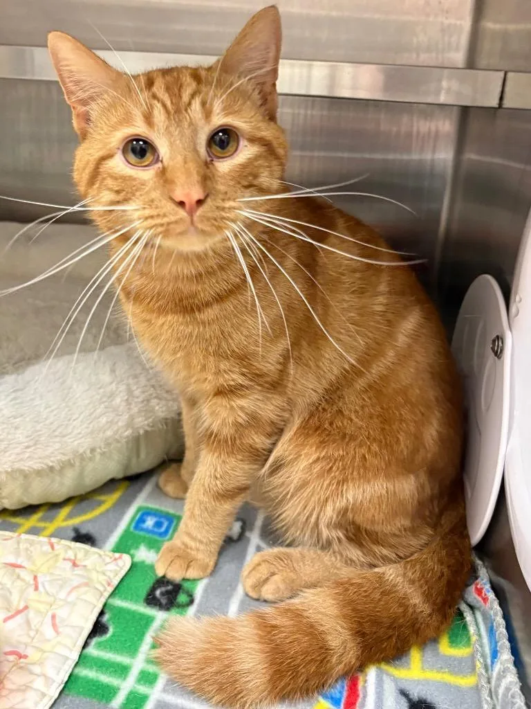 A young medium-sized male Domestic Short Hair cat named Mango for adoption in Greeneville, TN