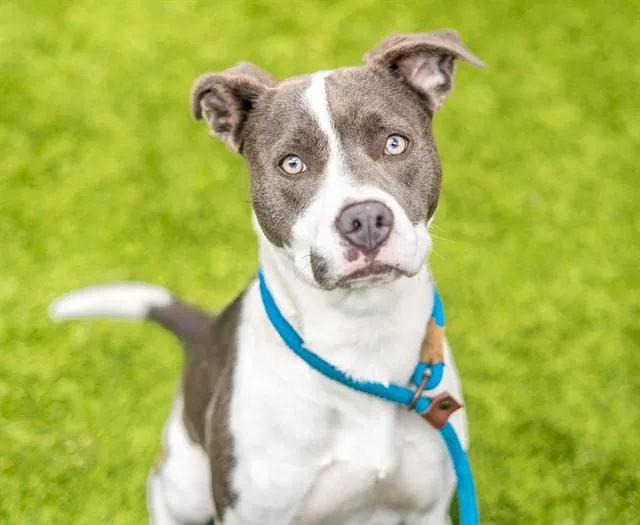 A young large-sized female Pit Bull Terrier dog named Poppy Seed for adoption in San Jose, CA