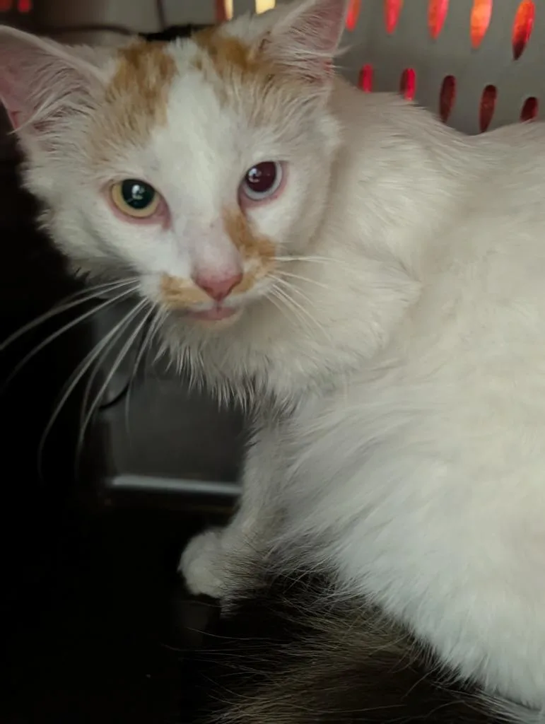 A baby medium-sized female Domestic Long Hair cat named Titi for adoption in Olean, NY