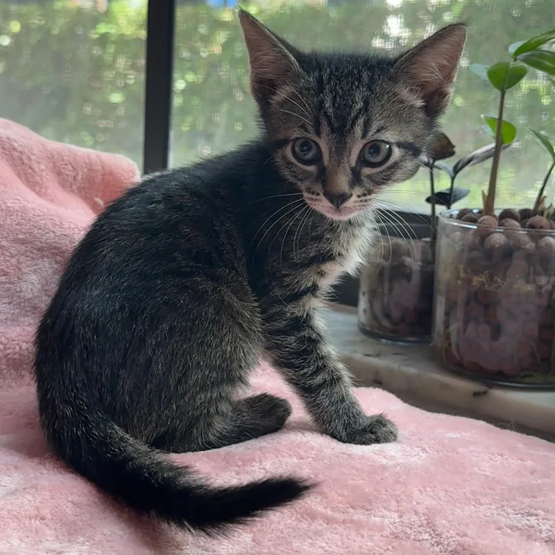 A baby medium-sized male Tabby (Brown / Chocolate) Domestic Short Hair cat named Indigo for adoption in Sunrise, FL