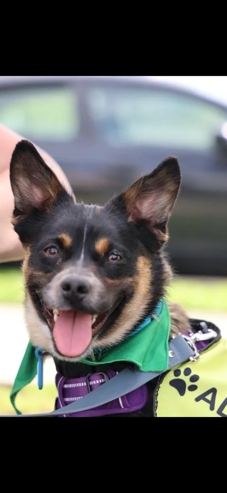 A young small-sized male Black Corgi dog named Newt for adoption in Vancouver, WA