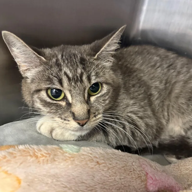 A young medium-sized female Gray / Blue / Silver Domestic Short Hair cat named Vanilla for adoption in Spokane, WA