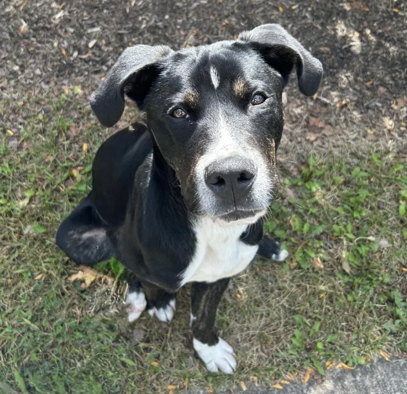 A young medium-sized male Pit Bull Terrier dog named Neo for adoption in Mokena, IL