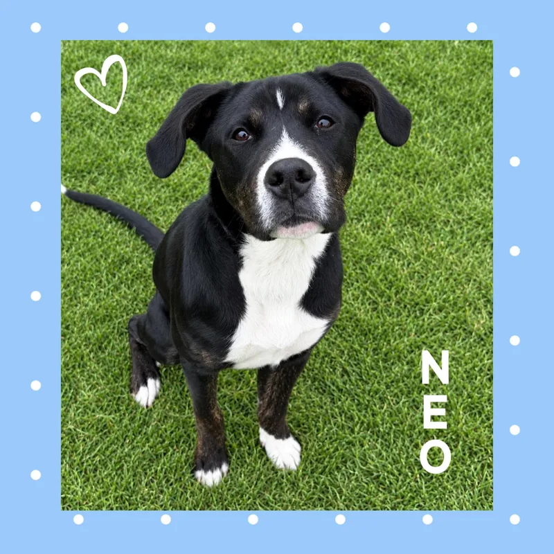 Neo thumbnail 2