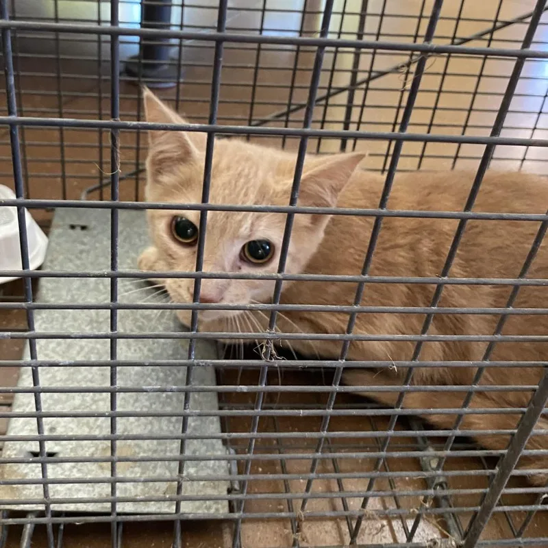 A baby small-sized male Orange / Red Domestic Short Hair cat named Pooh for adoption in Lynchburg, VA