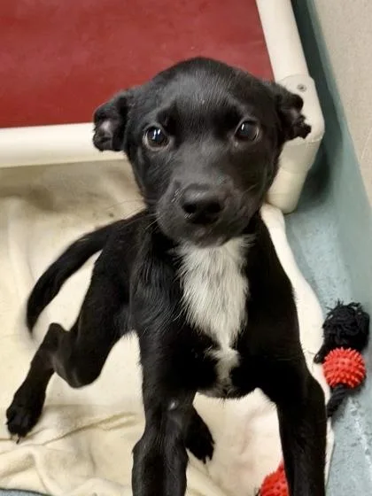 A baby small-sized male Mixed Breed dog named Larry for adoption in New Orleans, LA