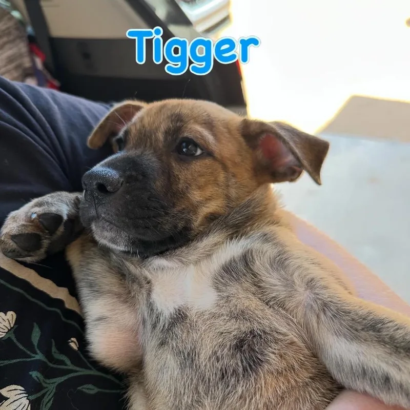 A baby medium-sized male Brindle Dutch Shepherd dog named Tigger for adoption in Long Beach, CA