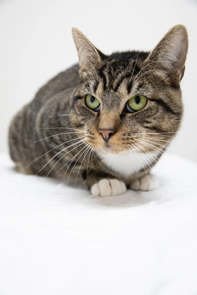 An adult large-sized male Tabby (Tiger Striped) Domestic Short Hair cat named Monchi for adoption in Montclair, NJ