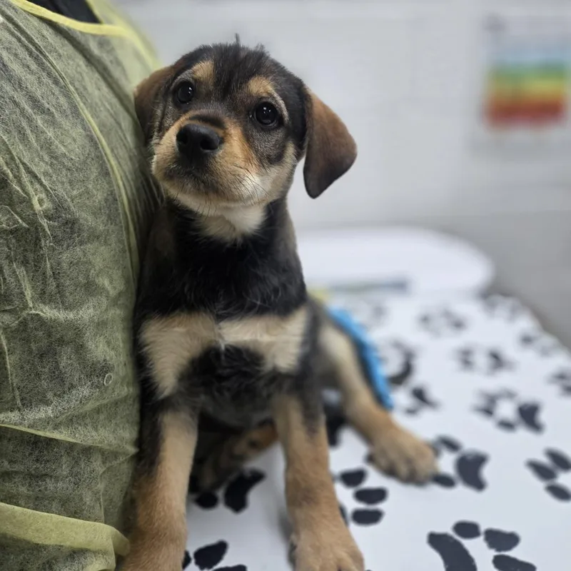A baby small-sized male Yellow / Tan / Blond / Fawn Wirehaired Terrier dog named Omega for adoption in Incline Village, NV