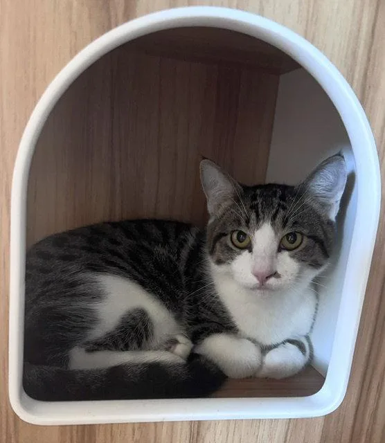 A baby medium-sized male Tabby cat named Harold & Kumar for adoption in San Luis Obispo, CA