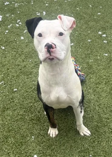 A young large-sized male Pit Bull Terrier dog named Yoyo for adoption in Toledo, OH