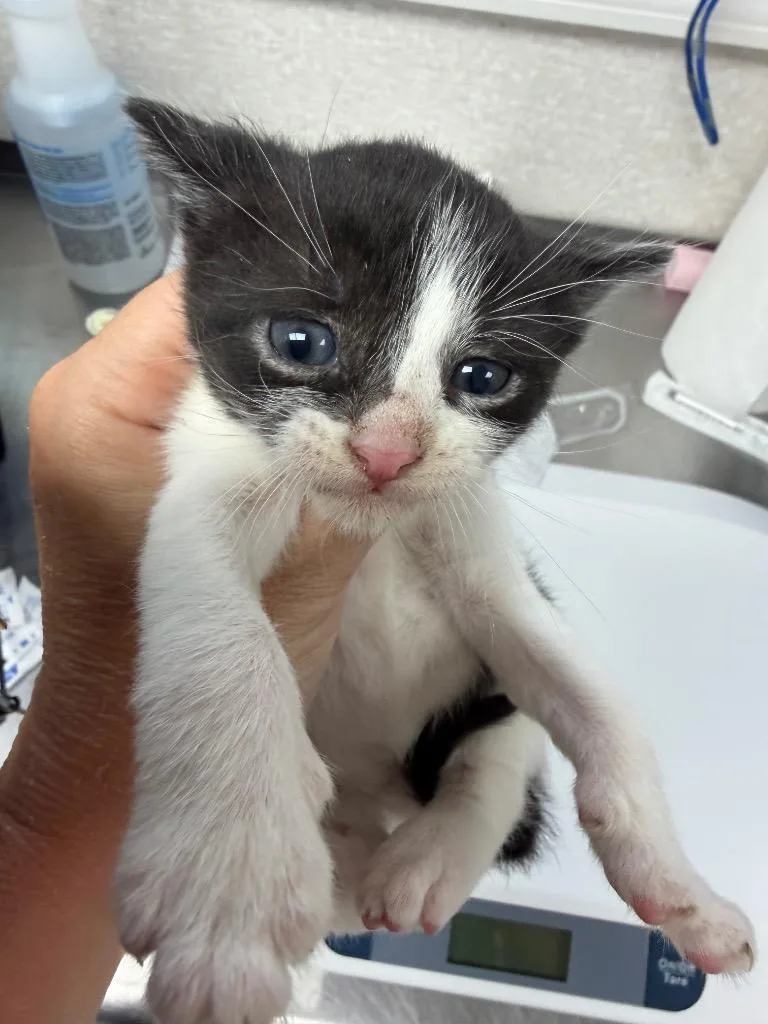 A baby medium-sized female Domestic Short Hair cat named Ring Ding for adoption in Pomona, NY