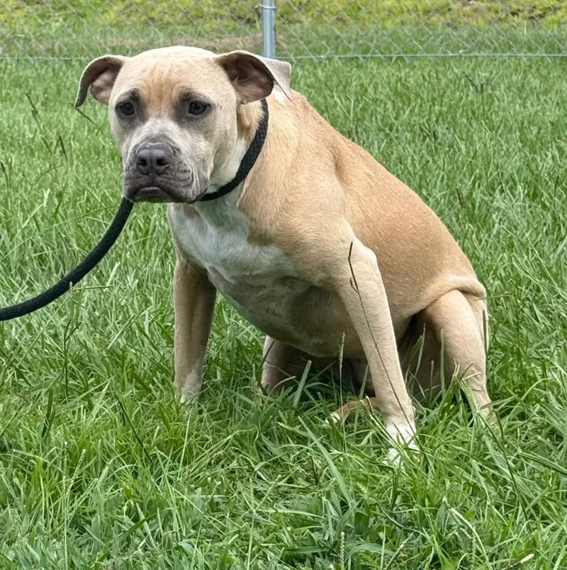 French Lucy