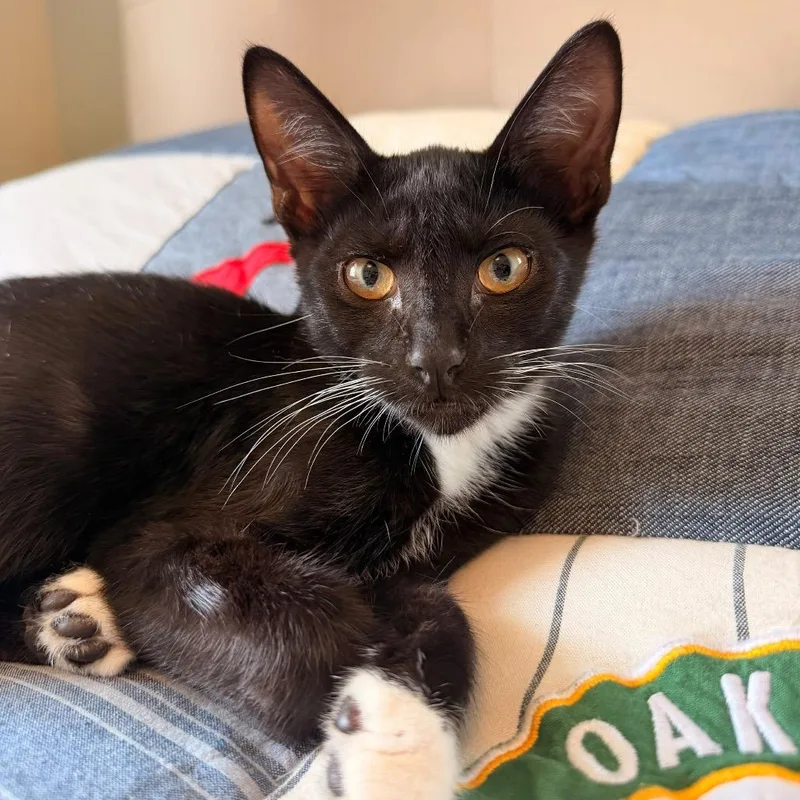 A baby medium-sized male Black Domestic Short Hair cat named Destroyer Of Worlds for adoption in Morgan Hill, CA
