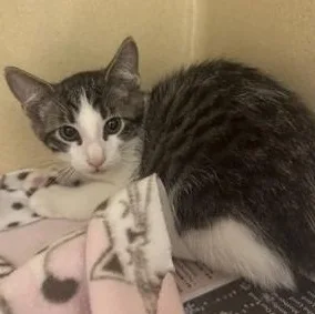 A young medium-sized male Tabby (Brown / Chocolate) Domestic Short Hair cat named Jerry for adoption in Converse, TX