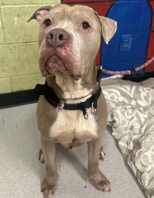 An adult large-sized male American Bulldog dog named Smoke for adoption in Indianapolis, IN