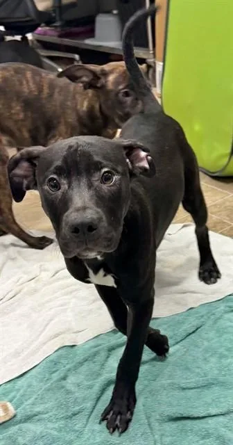 A young small-sized female Cane Corso dog named Susan for adoption in Augusta, GA