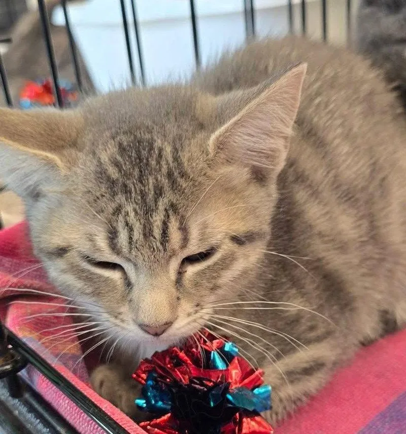 A baby medium-sized female Domestic Short Hair cat named Willow Tree for adoption in Wilmington, NC