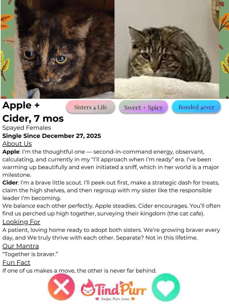 Apple + Cider thumbnail 2