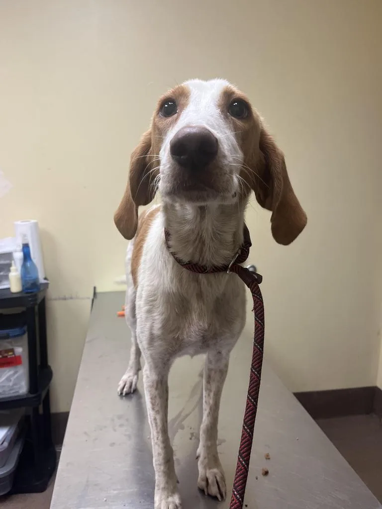 A young medium-sized female Mixed Breed dog named Peach Cobbler ✅ for adoption in Florence, SC