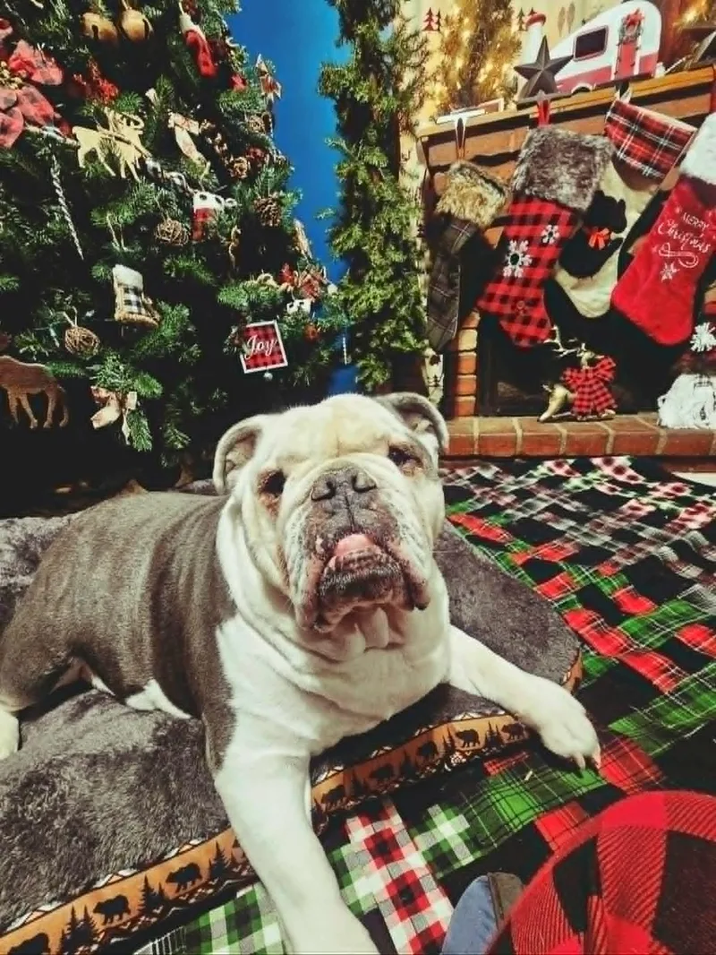 A senior large-sized female American Bulldog dog named Bella for adoption in Austin, MN