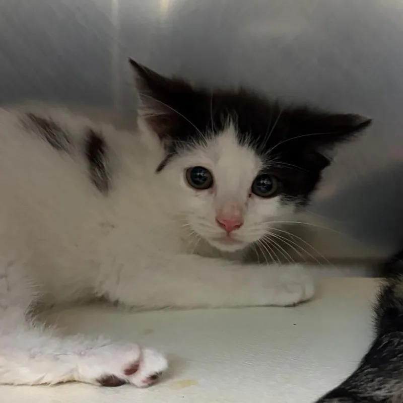 A baby small-sized female White Domestic Short Hair cat named Taffy for adoption in Newark, NJ