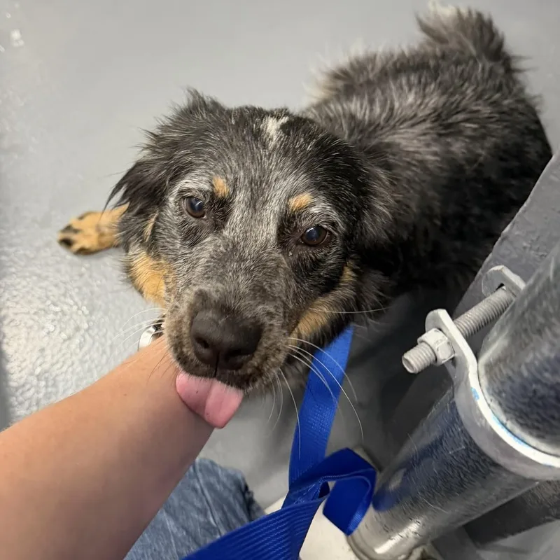 An adult medium-sized female Merle (Blue) Australian Shepherd dog named Tilly for adoption in Bryson City, NC