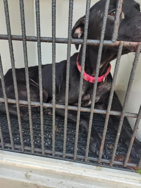 An adult medium-sized female Black Mixed Breed dog named Journey for adoption in Mobile, AL