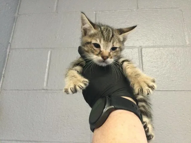 A baby small-sized male Domestic Short Hair cat named Bobby for adoption in Thousand Palms, CA