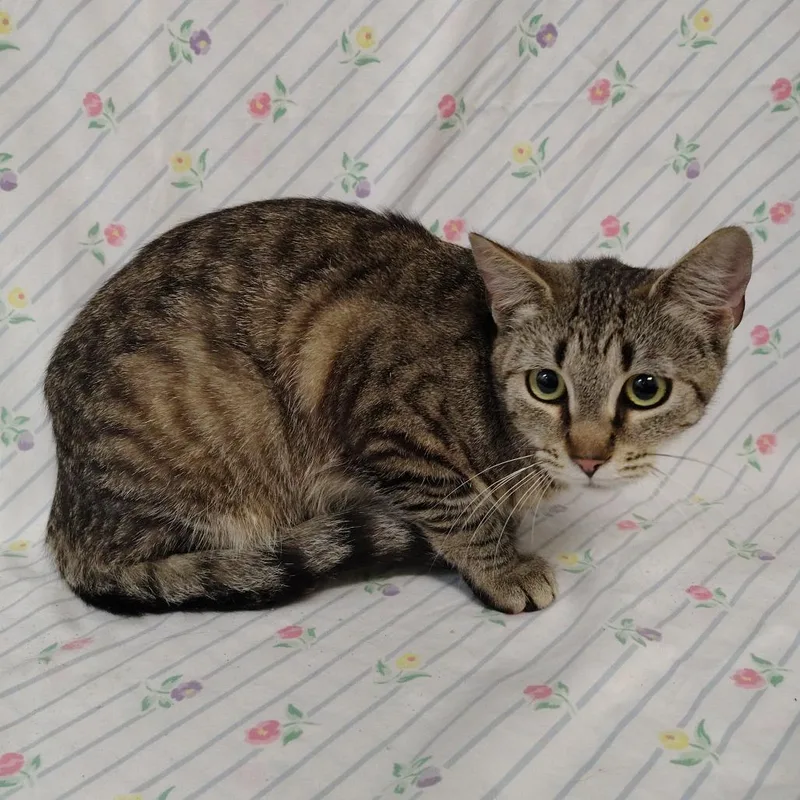 An adult medium-sized female Brown / Chocolate Domestic Short Hair cat named Whitney for adoption in Coos Bay, OR