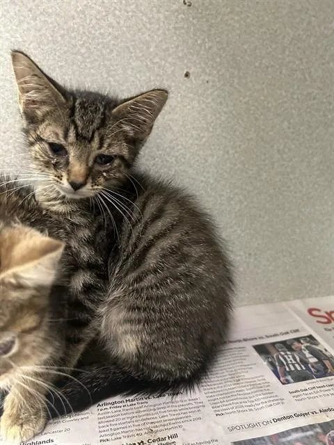 A baby large-sized female Domestic Short Hair cat named Taylor for adoption in Dallas, TX