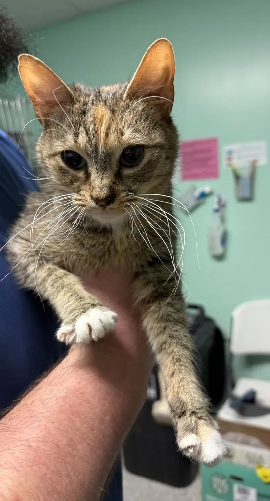 A baby medium-sized female Domestic Short Hair cat named Lovina for adoption in Athens, OH