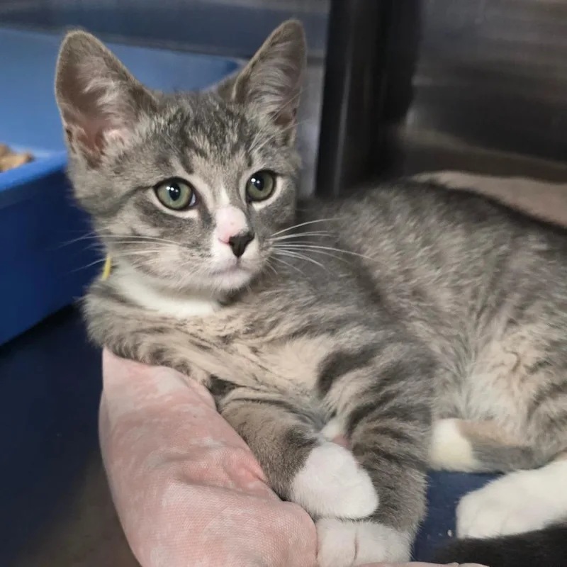 A baby small-sized male Gray / Blue / Silver Domestic Short Hair cat named Blue Lake for adoption in Falls Church, VA