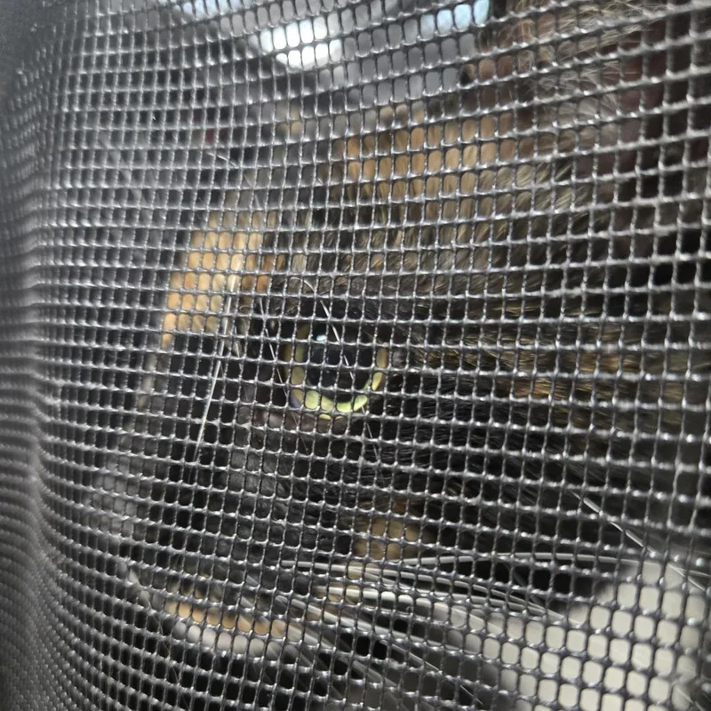 An adult large-sized female Calico Domestic Short Hair cat named Venus for adoption in Newark, NJ