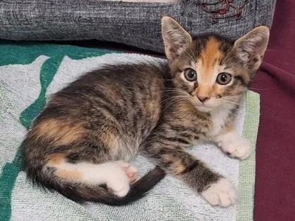 A baby small-sized female Domestic Short Hair cat named Iris for adoption in Largo, FL