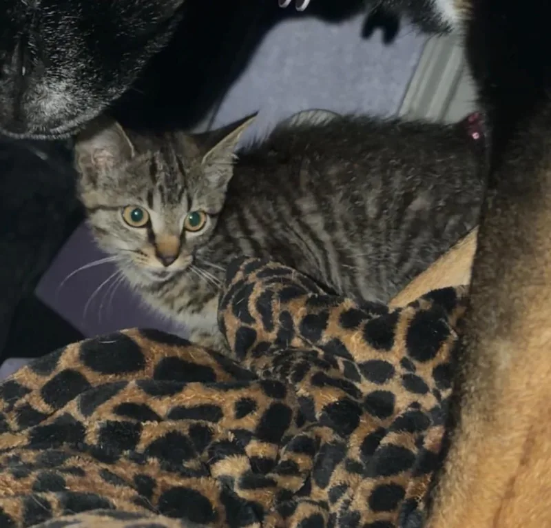 A baby small-sized male Domestic Short Hair cat named Piston for adoption in Greensburg, IN