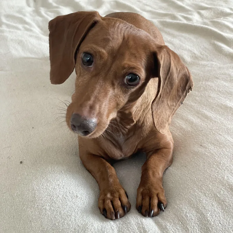 Sweet Molly