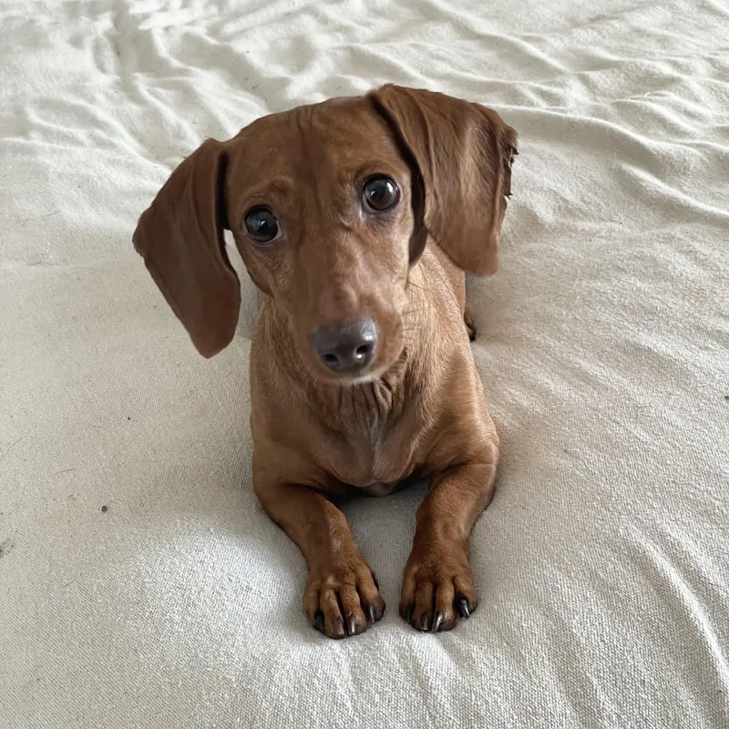 Sweet Molly thumbnail 2