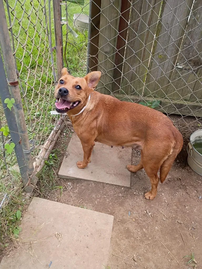 A young medium-sized female German Pinscher dog named Kenzie for adoption in Albany, GA