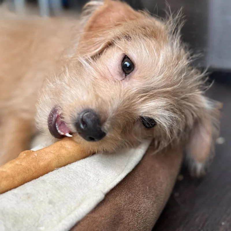 A baby small-sized male Yellow / Tan / Blond / Fawn Mixed Breed dog named Seymour for adoption in San Francisco, CA