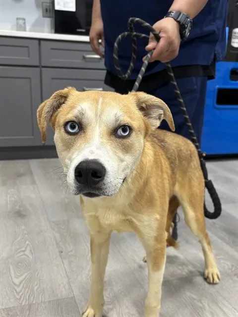 A young medium-sized male Siberian Husky dog named Prince for adoption in Upper Marlboro, MD