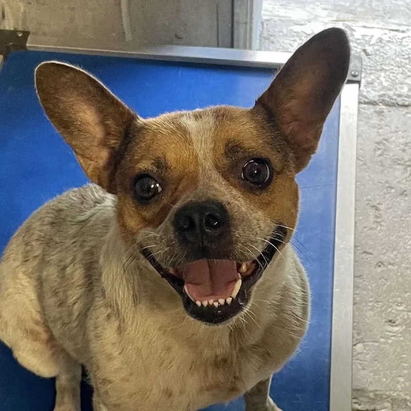 An adult medium-sized female Mixed Breed dog named Charm for adoption in Jacksonville, FL