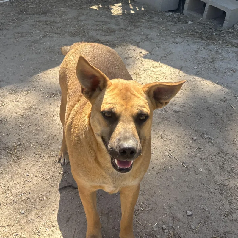 An adult medium-sized female Yellow / Tan / Blond / Fawn Mixed Breed dog named Lyla for adoption in Coldspring, TX