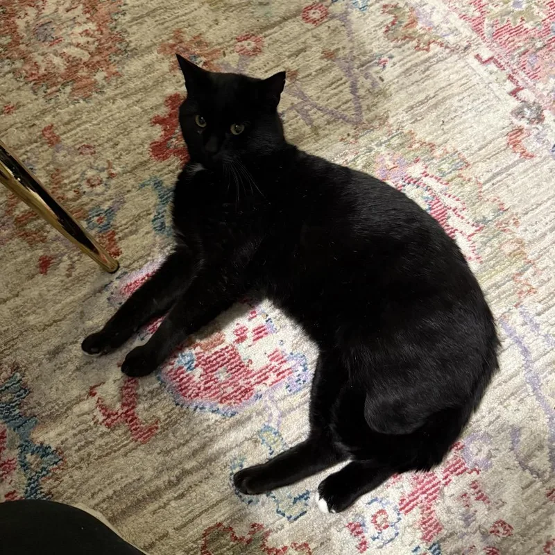 Beefcake thumbnail 2