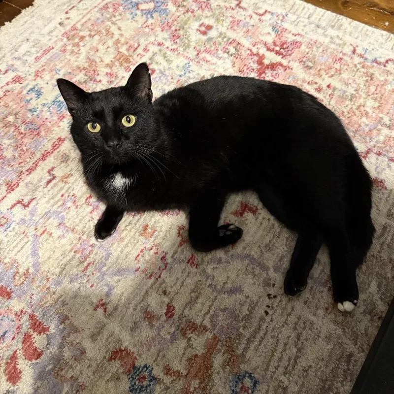 Beefcake thumbnail 5