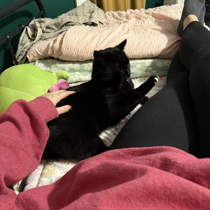 Beefcake thumbnail 6