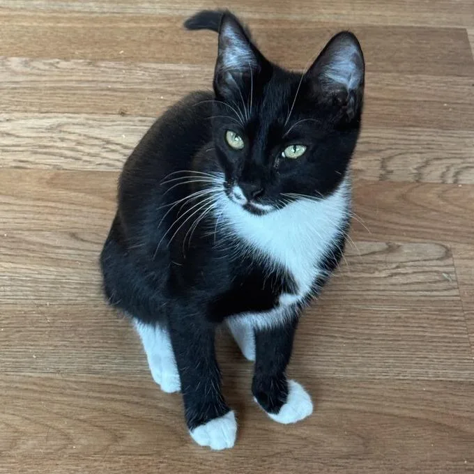 An adult medium-sized male Black Domestic Short Hair cat named Gotham for adoption in Los Angeles, CA