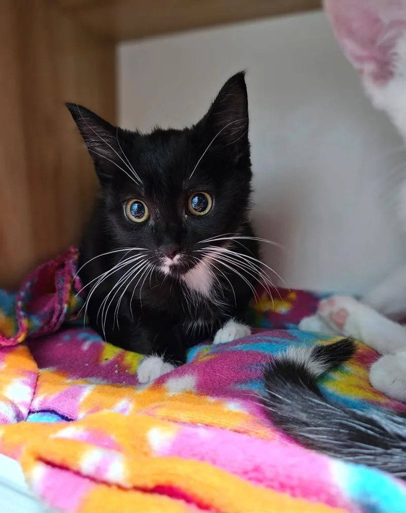 A baby medium-sized male Domestic Short Hair cat named Juno for adoption in Huntington, IN