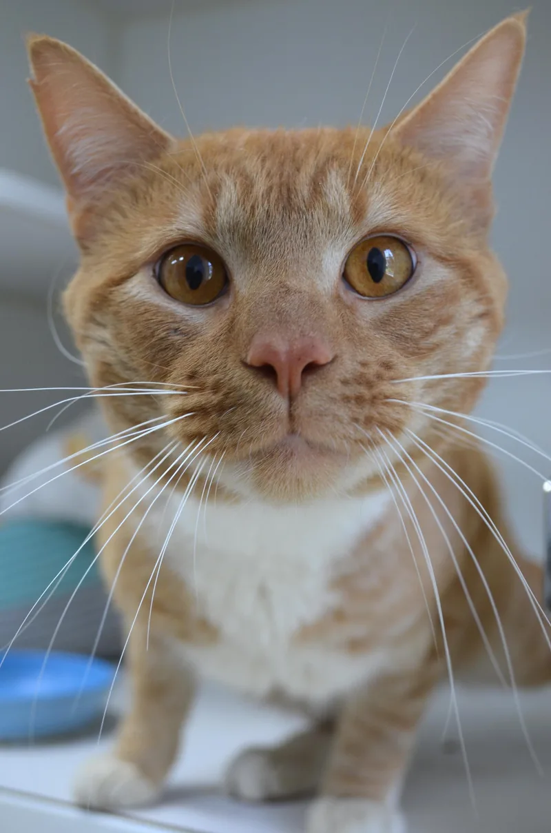 An adult medium-sized male Orange & White Domestic Short Hair cat named Rusty for adoption in Westbrook, CT